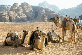 Petra | Wadi Rum  photo